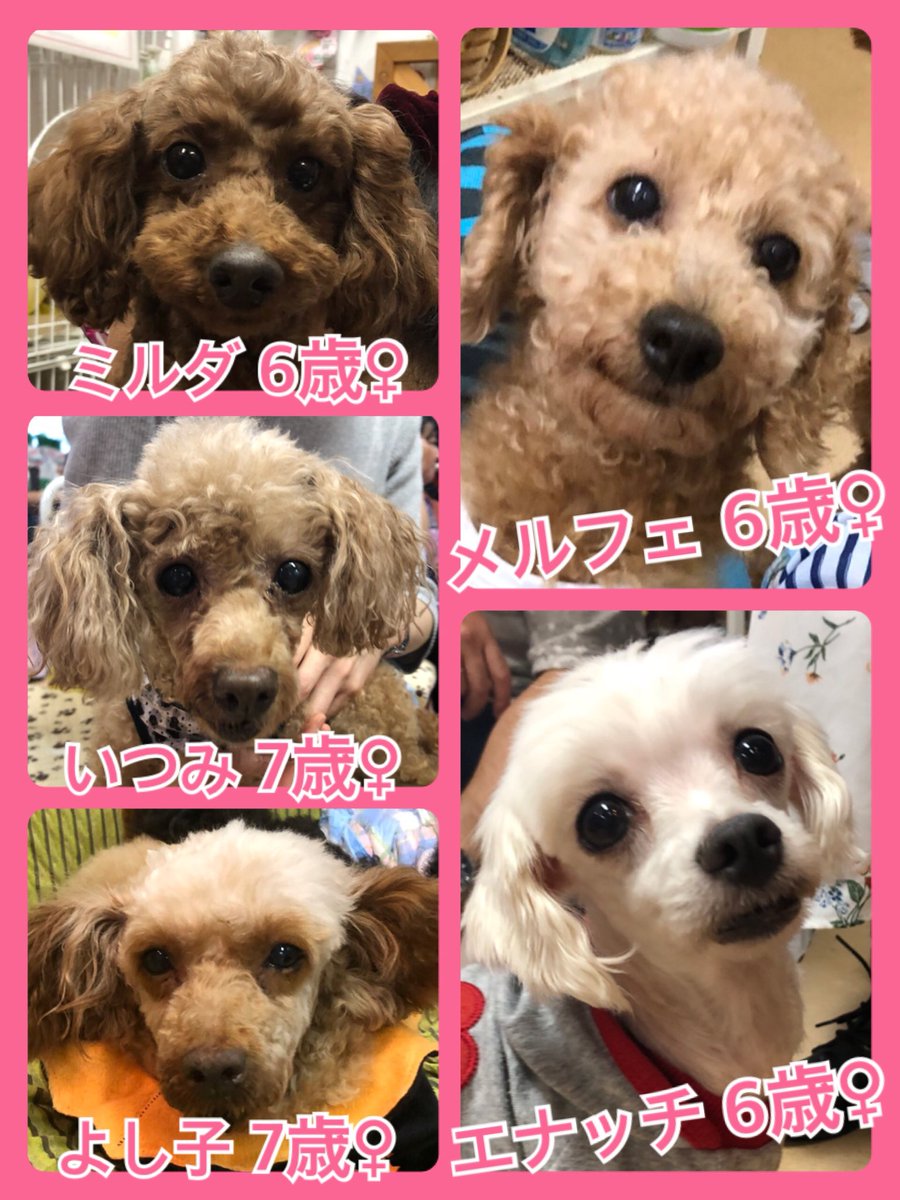 🐾今日の里親様募集中ワンコ🐶メンバーです🐾2019,10,13